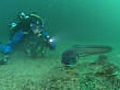 Conger eel encounter | BahVideo.com