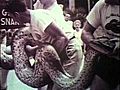 Ross Allen Reptile Institute 1929-1969  | BahVideo.com