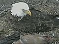 Bald Eagle Webcam An Internet Sensation | BahVideo.com