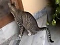 My Cat | BahVideo.com