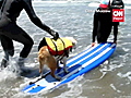 Dogs surf for charity | BahVideo.com