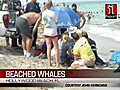 iReport Beached whales | BahVideo.com