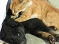 Dog Gets A Massage By A Cat | BahVideo.com