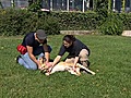 liebe Tiere Hunde Vergiftung | BahVideo.com