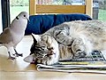Bird gives napping cat wake-up call | BahVideo.com