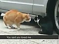  Cat Betrayed his Girlfriend | BahVideo.com
