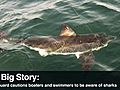 Shark advisory Is it safe to swim  | BahVideo.com