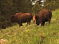  1113 Bison Grazing On Spring Grass Ranchland  | BahVideo.com