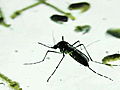Killer Outbreaks West Nile Virus | BahVideo.com