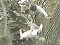 Tree Flipping | BahVideo.com