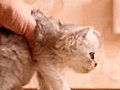 Kitten Crash Tests | BahVideo.com
