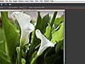 Using the Zoom Tool Shortcut in Photoshop Elements | BahVideo.com