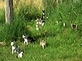 Cat nuisance | BahVideo.com