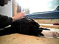Rufus Cat Drum | BahVideo.com
