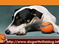 Dog Arthritis PT Series 4 - The Cardio | BahVideo.com