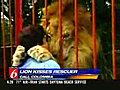 Lion kisses rescuer | BahVideo.com