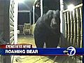 VIDEO Bear on porch in Monticello | BahVideo.com