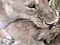 Lion Eats Own Cub | BahVideo.com