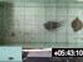 Warum Tintenfische lieber HDTV schauen | BahVideo.com