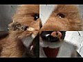 My Furry Pals | BahVideo.com