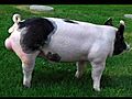 Crossbred boar | BahVideo.com