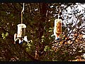 Homemade Fugi Mini Bird Feeder November  | BahVideo.com