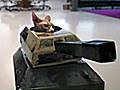 Cats In Tanks | BahVideo.com