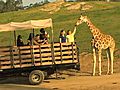 The Amazing Safari Park | BahVideo.com
