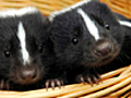 Couple Shares Home With 15 Skunks | BahVideo.com