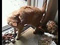 Cavachon puppy | BahVideo.com