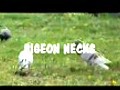 PIGEON NECKS a video from Intwy  | BahVideo.com