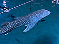 Can a whale shark get an MRI  | BahVideo.com