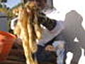Hazard Pay Killer Bee Remover - Part 1 | BahVideo.com