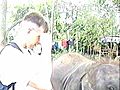 Baby Elephant Photo Bomb | BahVideo.com