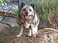 Arctic Foxes | BahVideo.com