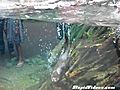 Sea Otter Back Flips For Exercise | BahVideo.com