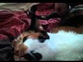 Scratch the spazz cat | BahVideo.com