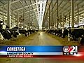 Farmers shelterting stock from winds drifting  | BahVideo.com