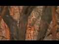 Fred Eichlers Kansas Whitetail Deer Hunt | BahVideo.com