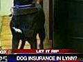 Let It Rip Dog Insurance in Lynn  | BahVideo.com