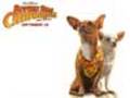Beverly Hills Chihuahua - Trailer | BahVideo.com