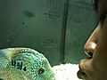 Kissing my Green Texas Cichlid short body  | BahVideo.com