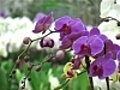 Orchid e fleur plaisir | BahVideo.com