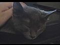 XBOX CAT SLEEPS | BahVideo.com
