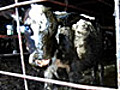 Undercover Investigation Reveals Cows Left to  | BahVideo.com
