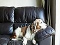 Singing doggy | BahVideo.com
