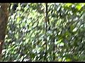Wild Indian Bison - Exyi - Ex Videos | BahVideo.com