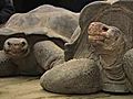 Gal pagos Tortoise Move | BahVideo.com
