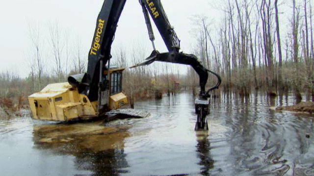 Swamp Loggers Loggers vs Beavers | BahVideo.com
