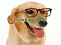 Train Your Dogs Perfectly | BahVideo.com